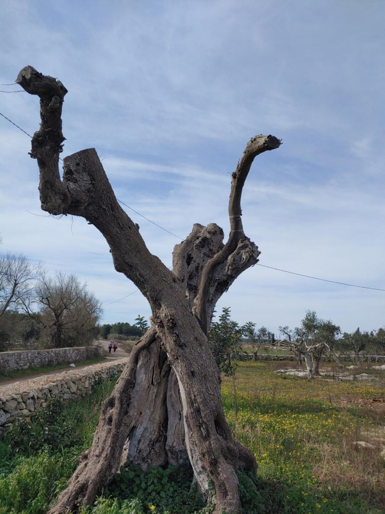 شقة La Nicchia-Trullo Corigliano dʼOtranto المظهر الخارجي الصورة